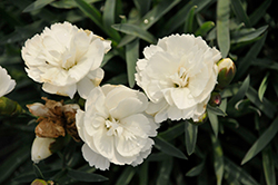 Constant Beauty White Pinks (Dianthus 'Constant Beauty White') at Lakeshore Garden Centres