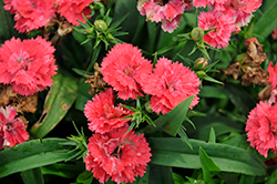 Constant Promise Papaya Pinks (Dianthus 'Constant Promise Papaya') at Lakeshore Garden Centres