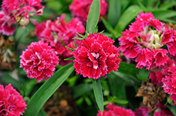 Constant Promise Strawberry Pinks (Dianthus 'Constant Promise Strawberry') at Lakeshore Garden Centres