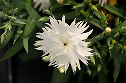 Supra White Pinks (Dianthus 'Supra White') at Lakeshore Garden Centres
