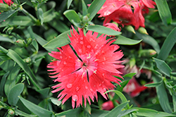 Supra Scarlet Pinks (Dianthus 'Supra Scarlet') at A Very Successful Garden Center