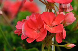 Sunrise Coral Geranium (Pelargonium 'KLEPZ25887') at Lakeshore Garden Centres