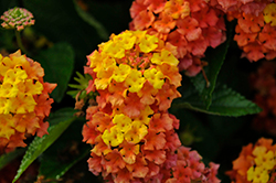 Bandolista Mango (Lantana camara 'Bandolista Mango') at Lakeshore Garden Centres