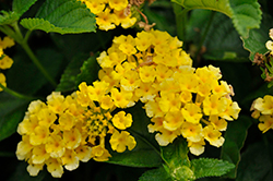 Bandolista Pineapple (Lantana camara 'Bandolista Pineapple') at Lakeshore Garden Centres