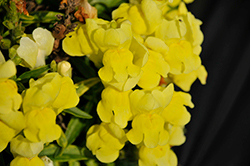 Candy Tops Yellow Snapdragon (Antirrhinum 'Candy Tops Yellow') at Stonegate Gardens
