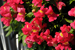 Snaptini Rose Bicolor Snapdragon (Antirrhinum majus 'Snaptini Rose Bicolor') at Stonegate Gardens