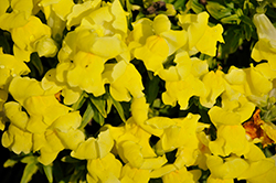 Snaptini Yellow Snapdragon (Antirrhinum majus 'Snaptini Yellow') at Stonegate Gardens