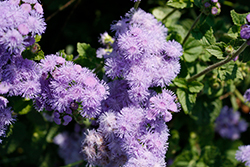Blue Horizon Flossflower (Ageratum 'Blue Horizon') at Stonegate Gardens