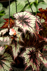 Jurassic Cherry Spike Begonia (Begonia 'Jurassic Cherry Spike') at Stonegate Gardens