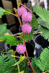 Sensitive Plant (Mimosa pudica) at Stonegate Gardens