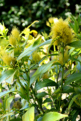 Golden Plume (Schaueria flavicoma) at Stonegate Gardens