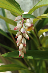 Shell Ginger (Alpinia zerumbet) at Stonegate Gardens