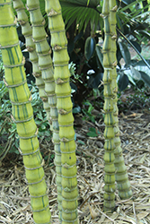 Striated Buddah's Belly Bamboo (Bambusa vulgaris 'Wamin Striata') at Stonegate Gardens