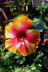 Maui Hibiscus (Hibiscus rosa-sinensis 'Maui') at Stonegate Gardens