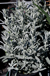 GardenGhost Artemisia (Artemisia 'GardenGhost') at Lakeshore Garden Centres