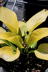 Glad Tidings Hosta (Hosta 'Glad Tidings') at Lakeshore Garden Centres