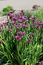 Miss Apple Siberian Iris (Iris sibirica 'Miss Apple') at Lakeshore Garden Centres