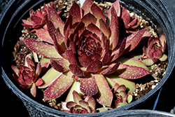 Chick Charms GIANTS Copper Canyon Hens And Chicks (Sempervivum 'Copper Canyon') at Stonegate Gardens