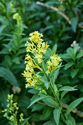 Butterscotch Cestrum (Cestrum aurantiacum 'Butterscotch') at Lakeshore Garden Centres