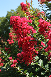 Bellini Raspberry Crapemyrtle (Lagerstroemia indica 'Conlagras') at Stonegate Gardens