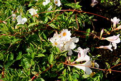 Flordenia White Mandevilla (Mandevilla 'Flordenia White') at Lakeshore Garden Centres