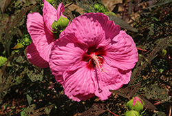 Head Over Heels Passion Hibiscus (Hibiscus 'RutHib2') at Stonegate Gardens