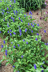 Blue Porterweed (Stachytarpheta jamaicensis) at A Very Successful Garden Center