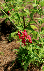 Coral Porterweed (Stachytarpheta mutabilis) at Lakeshore Garden Centres