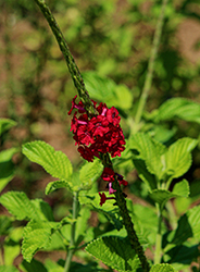 Ruby Throat Red Porterweed (Stachytarpheta mutabilis 'Ruby Throat Red') at Lakeshore Garden Centres