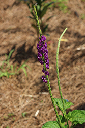 Purple Porterweed (Stachytarpheta frantzii) at Lakeshore Garden Centres