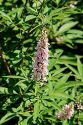 Galactic Pink Chaste Tree (Vitex agnus-castus 'BAILTEXTWO') at Lakeshore Garden Centres