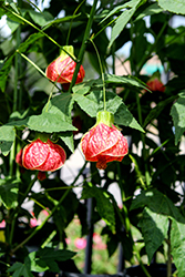 Fireball Flowering Maple (Abutilon 'Fireball') at Lakeshore Garden Centres