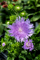Mel's Blue Aster (Stokesia laevis 'Mel's Blue') at Lakeshore Garden Centres