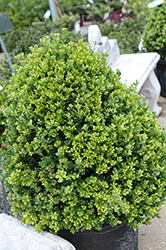Compact Japanese Holly (Ilex crenata 'Compacta') at Lakeshore Garden Centres
