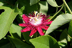 Red Passion Flower (Passiflora coccinea) at Stonegate Gardens