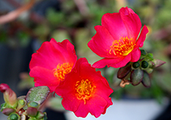 Mega Pazzaz Dark Pink Portulaca (Portulaca oleracea 'Mega Pazzaz Dark Pink') at Lakeshore Garden Centres