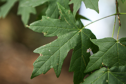 Chalk Maple (Acer leucoderme) at Lakeshore Garden Centres