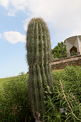 Saguaro Cactus (Carnegiea gigantea) at Stonegate Gardens