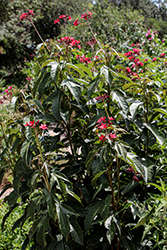 Peregrina (Jatropha pandurifolia) at Lakeshore Garden Centres