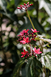 Peregrina (Jatropha pandurifolia) at Lakeshore Garden Centres