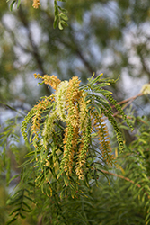 Honey Mesquite (Prosopis glandulosa) at Lakeshore Garden Centres
