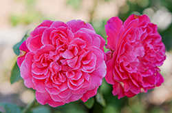 Archduke Charles Rose (Rosa 'Archduke Charles') at Lakeshore Garden Centres