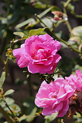 Thomas Affleck Rose (Rosa 'Thomas Affleck') at Lakeshore Garden Centres