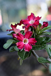 Desert Rose (Adenium obesum) at Wallitsch Nursery And Garden Center