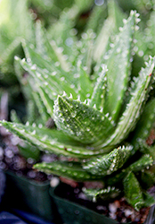 Tiger Tooth Aloe (Aloe juvenna) at Lakeshore Garden Centres