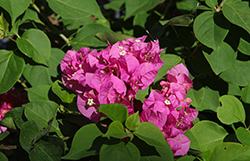 Vera Deep Pink Bougainvillea (Bougainvillea 'Vera Deep Pink') at Lakeshore Garden Centres