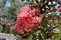 Thunderstruck Coral Boom Crapemyrtle (Lagerstroemia 'JM5') at Stonegate Gardens