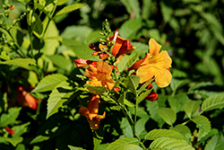 Sangria Esperanza (Tecoma stans 'Sangria') at Lakeshore Garden Centres