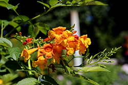 Sun Trumpets Orange Esperanza (Tecoma stans 'Sun Trumpets Orange') at Lakeshore Garden Centres