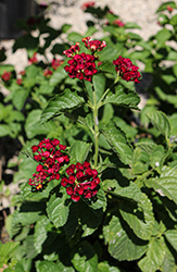Carlos Lantana (Lantana camara 'Carlos') at Lakeshore Garden Centres